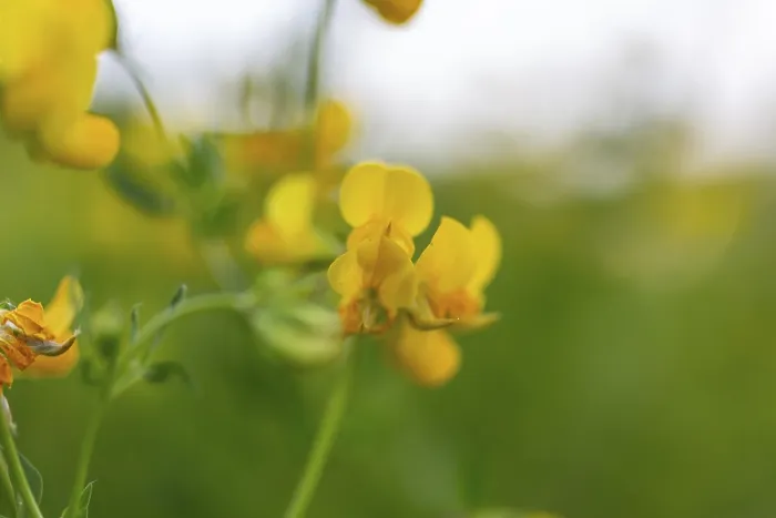 Framed Print : Bird's-foot Trefoil (Lotus corniculatus) Framed Print : Bird's-foot Trefoil (Lotus corniculatus)