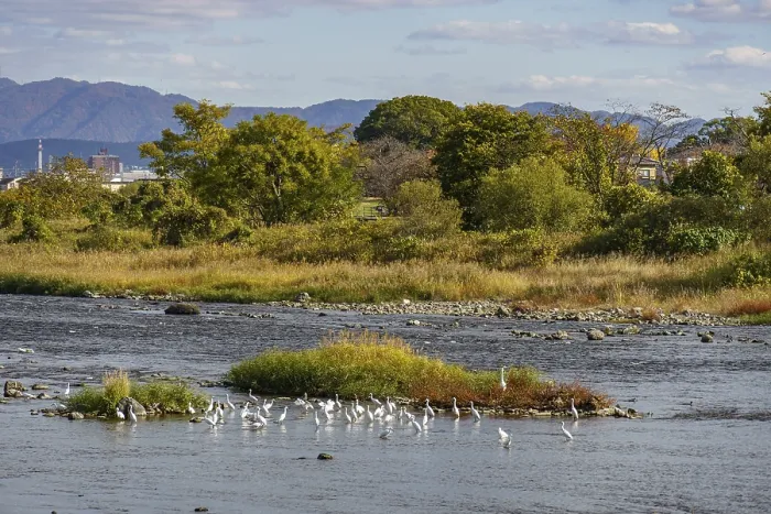 Framed Print : Birds gather on river islands in a vast landscape surrounded by trees