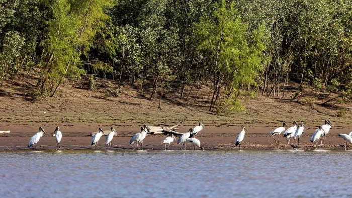 Framed Print : Birds gathered on the riverbank against the backdrop of a green forest edge
