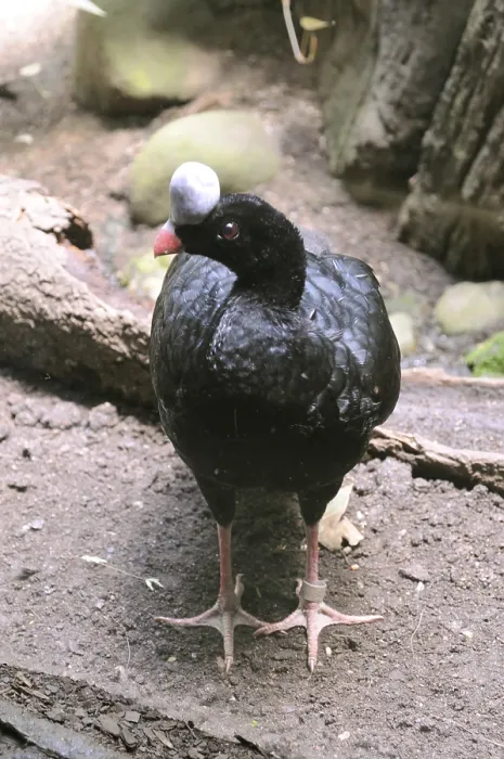 Framed Print : Birds, helmeted curassow in Bronx zoo Framed Print : Birds, helmeted curassow in Bronx zoo