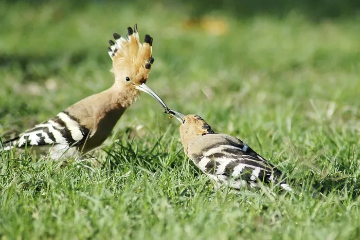 Framed Print : Birds, Hoopoe (Upupa epops), Jodhpur
