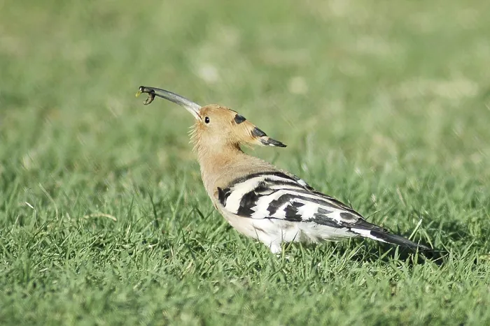 Framed Print : Birds, Hoopoe (Upupa epops), Jodhpur