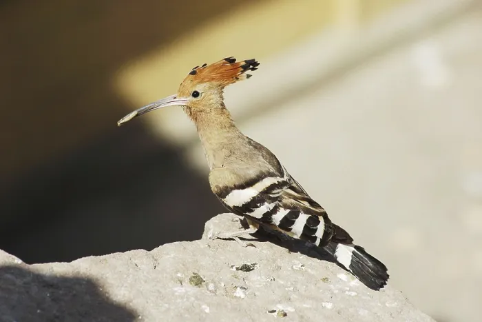 Framed Print : Birds, Hoopoe (Upupa epops), Jodhpur