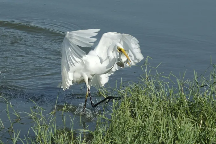 Framed Print : Birds, Large Egret (Casmerodius albus) Framed Print : Birds, Large Egret (Casmerodius albus)