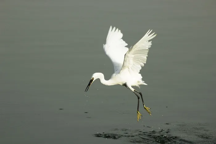 Framed Print : Birds, Little Egret (Egretta Garzetta)