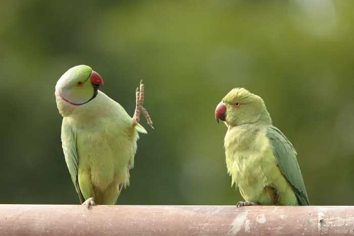 Framed Print : Birds, Mating ritual of Rose-ringed Parakeets Psittacula krameri Framed Print : Birds, Mating ritual of Rose-ringed Parakeets Psittacula krameri