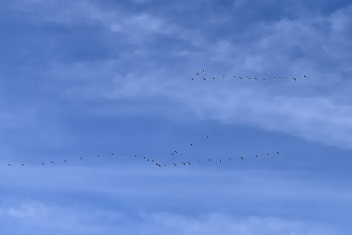 Framed Print : Birds Migratory birds flying in formation under blue sky with cirrostratus clouds