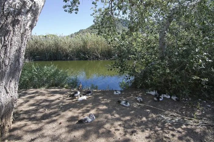 Framed Print : Birds resting on the river edge in Canyamel river wetlands