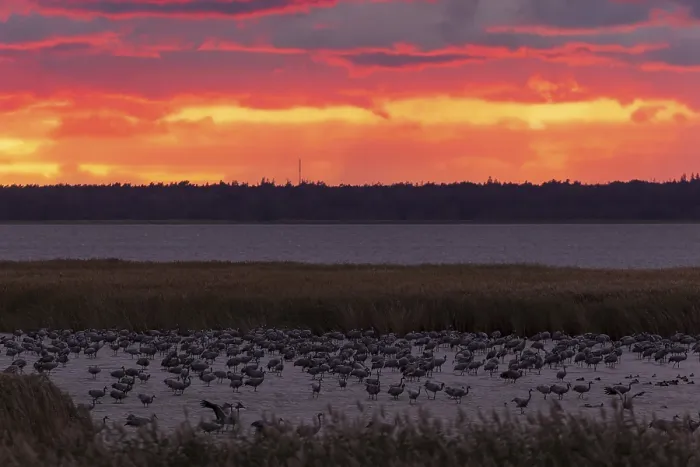 Framed Print : Birds resting on the water in the reeds while the sky glows intensely Framed Print : Birds resting on the water in the reeds while the sky glows intensely