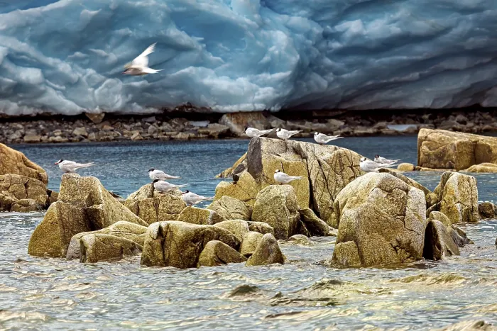 Framed Print : Birds on rocks surrounded by water and a glacier in the background