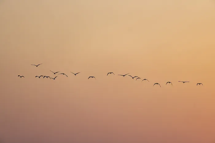 Framed Print : Birds silhouetted against a warm sunset sky Framed Print : Birds silhouetted against a warm sunset sky