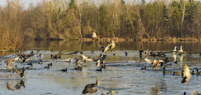 Framed Print : Birds taking flight over a lake framed by trees Framed Print : Birds taking flight over a lake framed by trees