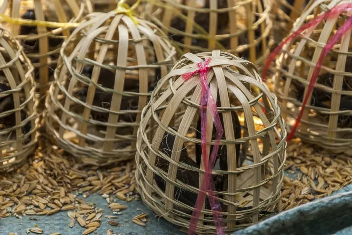 Framed Print : Birds in wooden cages to be released for Laotian and buddhist tradition