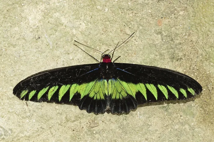 Framed Print : Birdwing, male (Trogonoptera brookiana)