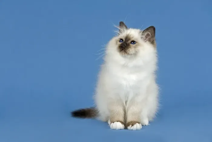 Framed Print : Birman Cat, kitten, part albino, point coloration