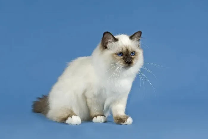 Framed Print : Birman Cat, kitten, part albino, point coloration