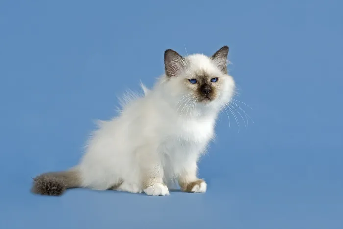 Framed Print : Birman Cat, kitten, part albino, point coloration
