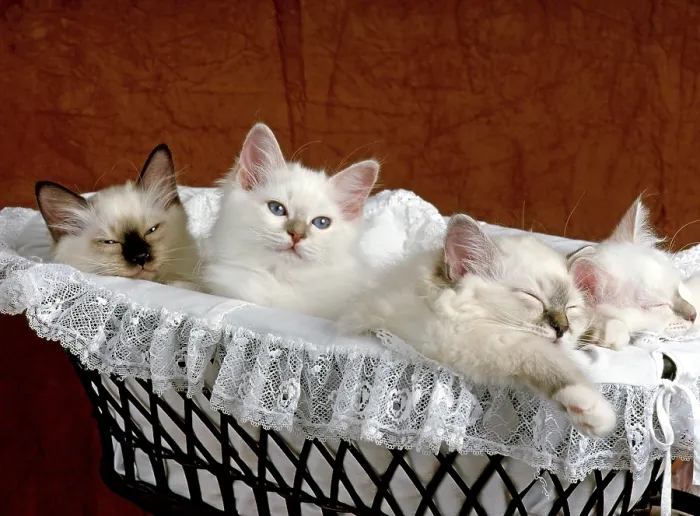 Framed Print : Birman cat, kitten, seal, seal-tabby, 12 weeks old