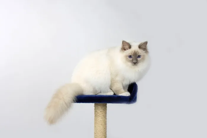 Framed Print : Birman cat, lilac-point, male, 7 months