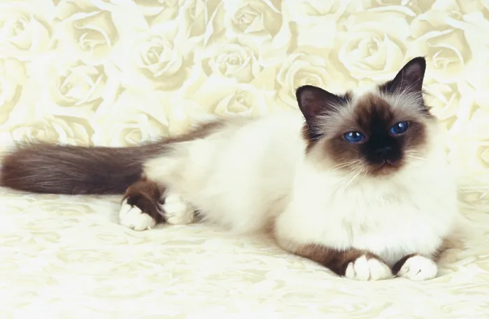 Framed Print : Birman cat seal-point female, one year old