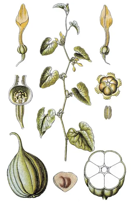 Framed Print : Birthwort (Aristolochia clematitis)