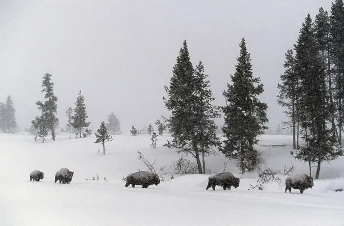 Framed Print : Bison (Bison bison) in winter landscape Framed Print : Bison (Bison bison) in winter landscape
