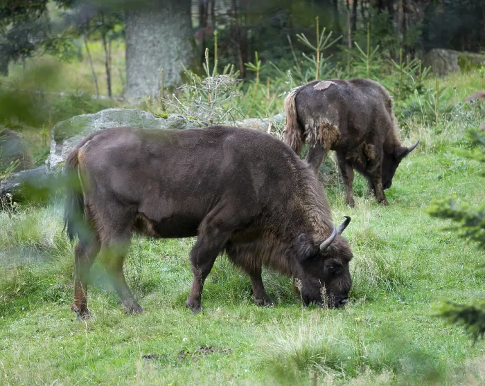 Framed Print : Bison (Bison bonasus) grazing on a forest meadow Framed Print : Bison (Bison bonasus) grazing on a forest meadow