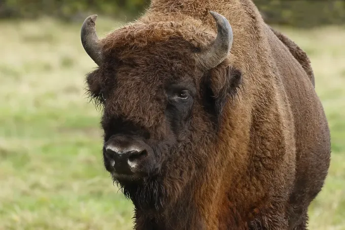 Framed Print : Bison, European bison (Bison bonasus) bull