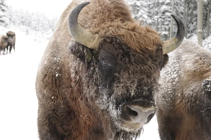 Framed Print : Bison in a snowy forest, fur and horns covered with snow