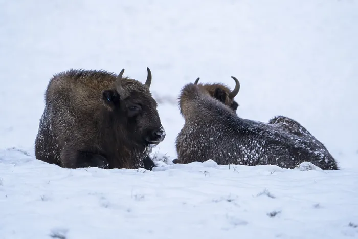Framed Print : Bison in winter, with closed snow cover