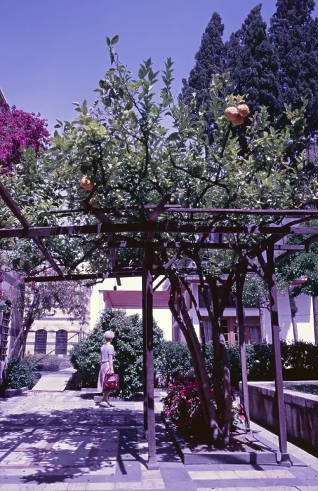 Framed Print : Bitter orange, citrus fruit, Azim Palace, Damascus, Syria, May 1987, vintage, retro, old, historical, Asia