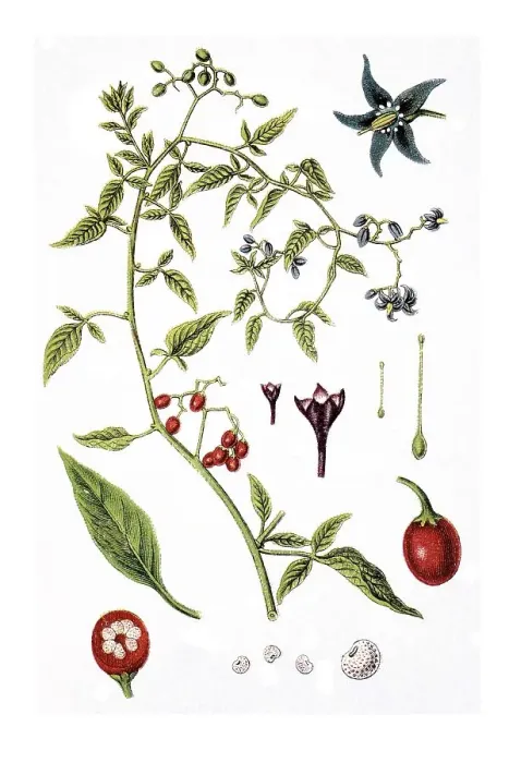 Framed Print : Bittersweet nightshade (Solanum dulcamara) Framed Print : Bittersweet nightshade (Solanum dulcamara)