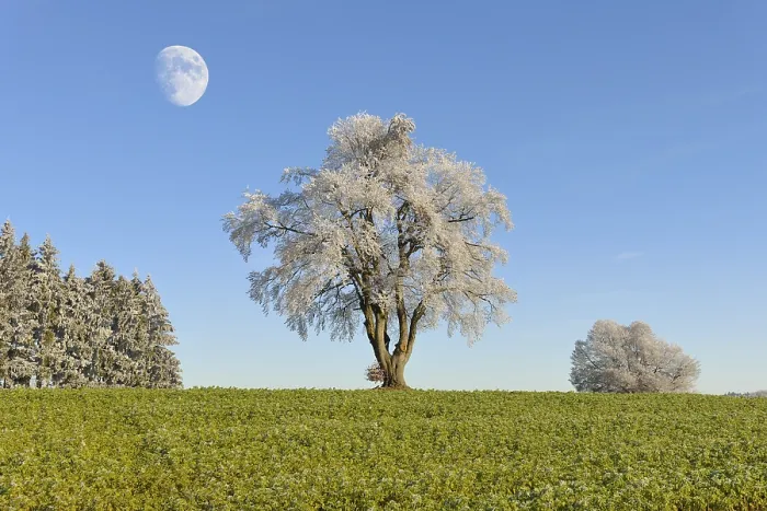 Framed Print : Black alder, European alder (Alnus glutinosa) covered with hoarfrost