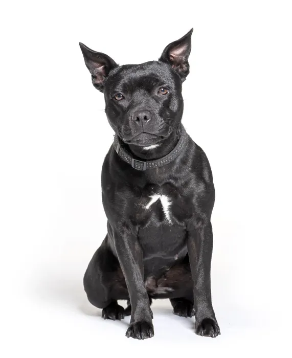 Framed Print : Black American Staffordshire terrier isolated on white