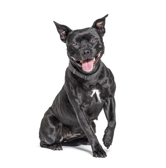 Framed Print : Black American Staffordshire terrier isolated on white Framed Print : Black American Staffordshire terrier isolated on white