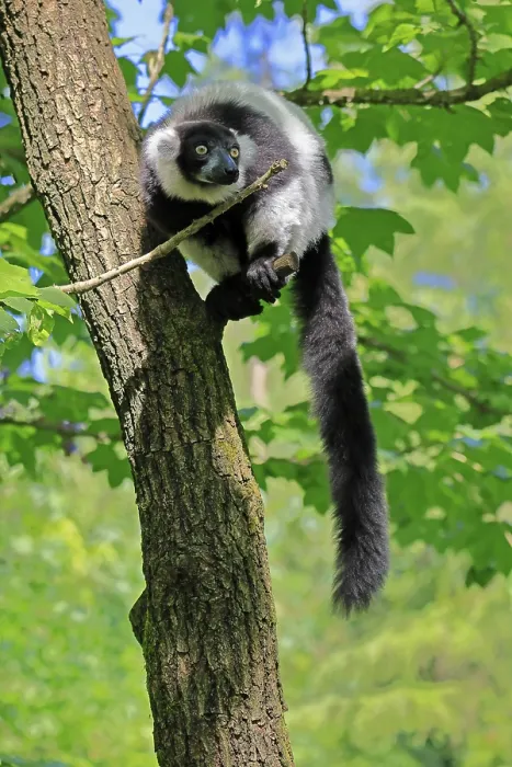 Framed Print : Black-and-white ruffed lemur (Varecia variegata)