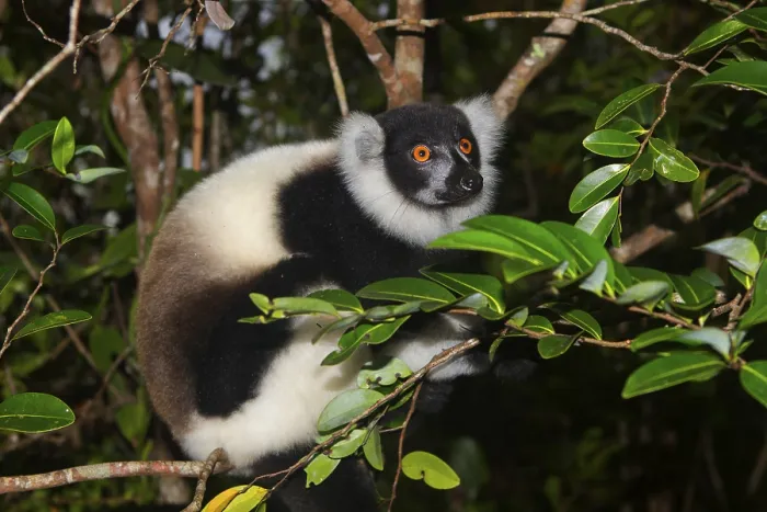 Framed Print : Black-and-white ruffed lemur (Varecia variegata) on tree Framed Print : Black-and-white ruffed lemur (Varecia variegata) on tree