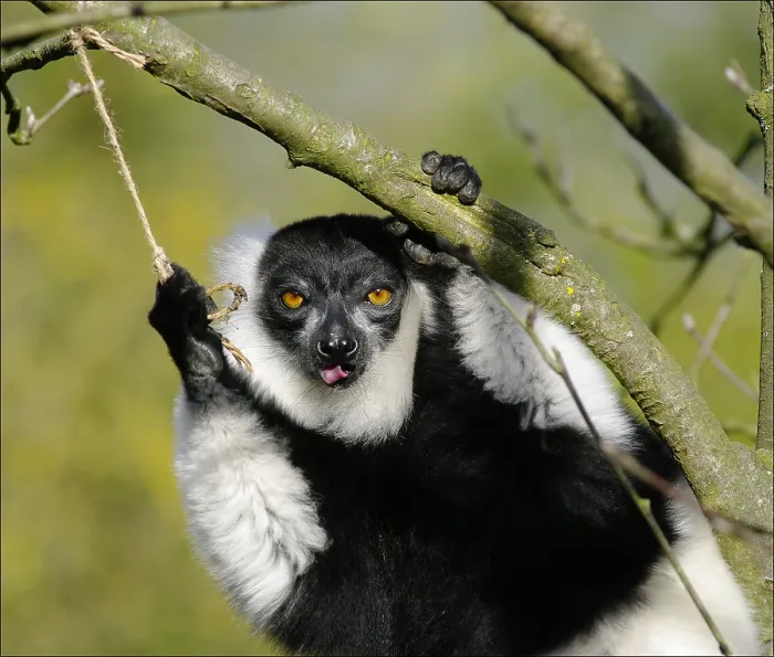 Framed Print : Black-and-white Ruffed Lemur (Varecia variegate) Framed Print : Black-and-white Ruffed Lemur (Varecia variegate)