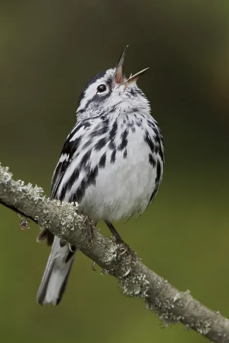Framed Print : Black-and-white Warbler (Mniotilta varia) singing