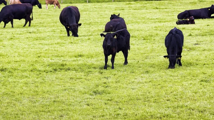 Framed Print : Black Angus cattle grazing in a pasture Framed Print : Black Angus cattle grazing in a pasture