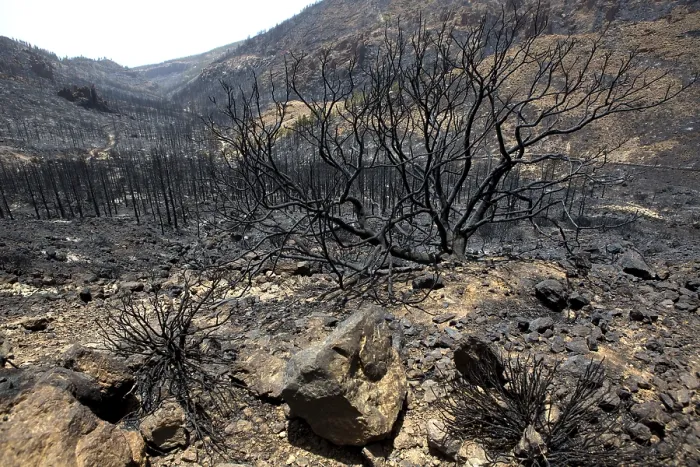 Framed Print : Black ashes of canary pine after forest fire at Teide National park in summer 2012 Framed Print : Black ashes of canary pine after forest fire at Teide National park in summer 2012