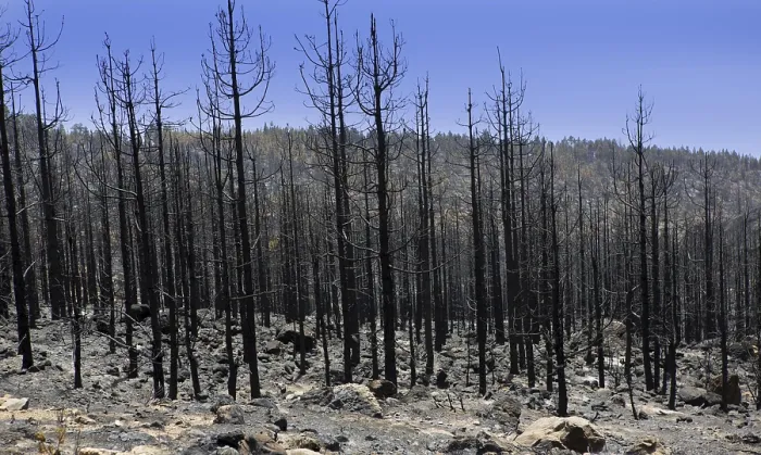 Framed Print : Black ashes of canary pine after forest fire at Teide National park in summer 2012 Framed Print : Black ashes of canary pine after forest fire at Teide National park in summer 2012