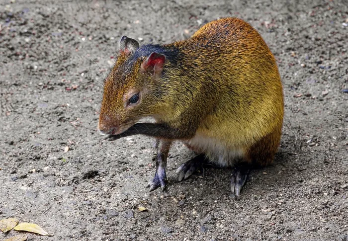 Framed Print : Black-backed agouti (Dasyprocta prymnolopha)