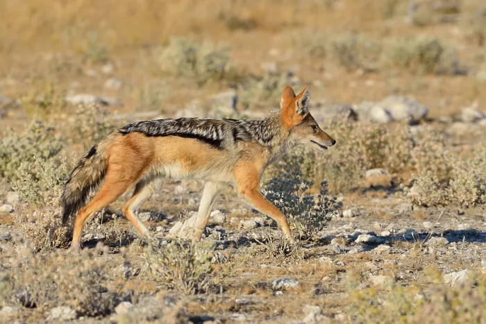 Framed Print : Black-backed jackal (Canis mesomelas)