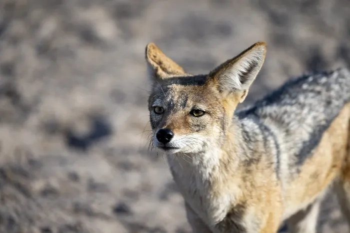 Framed Print : Black-backed jackal (Canis mesomelas)