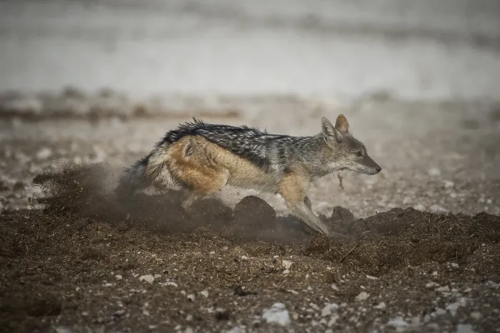 Framed Print : Black-backed jackal (Canis mesomelas) digging in elephant dung