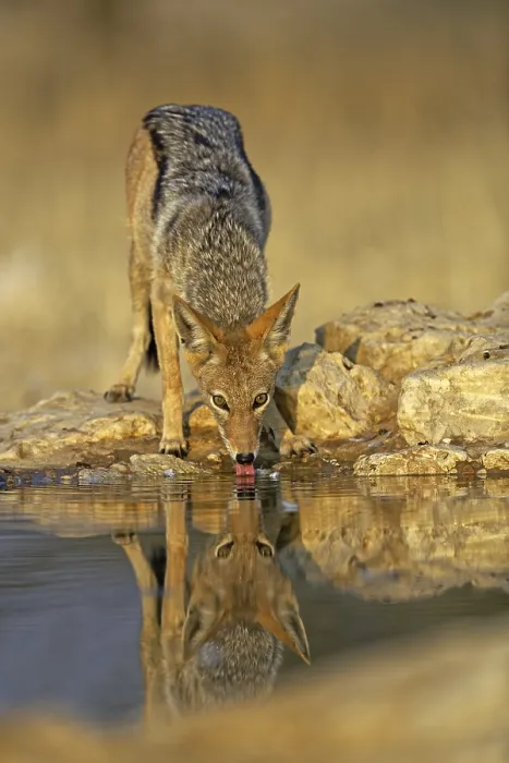 Framed Print : Black-backed Jackal (Canis mesomelas) drinking at the waterhole