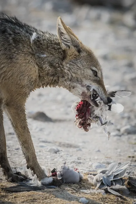 Framed Print : Black-backed jackal (Canis mesomelas) eats a ring-necked dove (Streptopelia capicola)