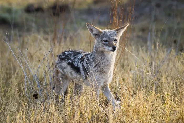 Framed Print : Black-backed Jackal (Canis mesomelas) looks attentively