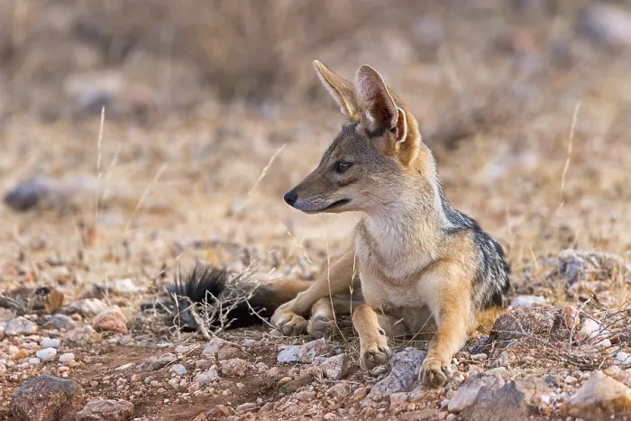Framed Print : Black-backed jackal (Canis mesomelas) sitting attentively